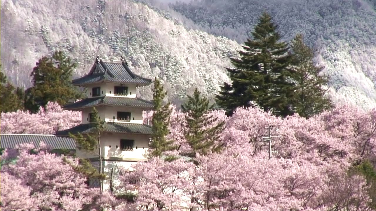 日本三大桜名所 ( 吉野山 / 高遠城址 / 弘前公園 ) [HD]