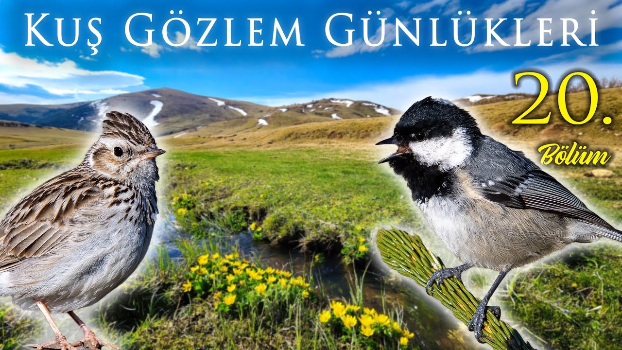 Haçka Yaylası'nda Kuş Gözlemi: Nisan Anıları | Kuş Gözlem Günlükleri 20