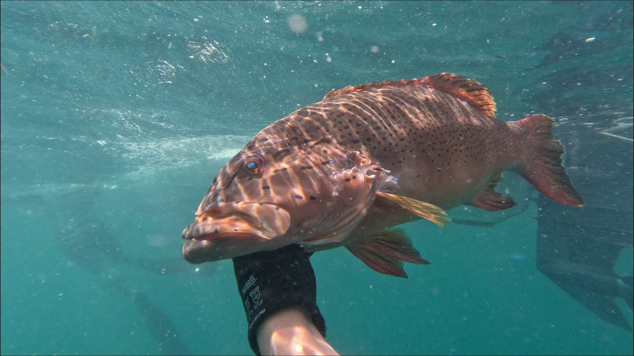 Spearfishing Queensland, chasing big coral trout and mackerel