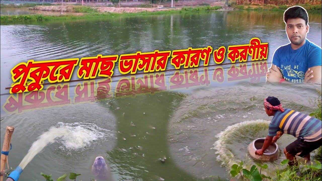 পুকুরে মাছ ভেসে যাওয়ার কারণ কী /পুকুরে অক্সিজেনের অভাব হলে কি করবেন / reason of floating fish