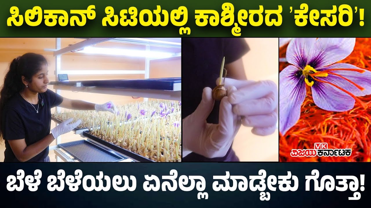 ಬೆಂಗಳೂರಿನಲ್ಲಿ ಕಾಶ್ಮೀರದ ಕೇಸರಿ ಬೆಳೆ ಬೆಳೆದ ಯುವತಿ, ಏನೆಲ್ಲಾ ಕ್ರಮ ಅನುಸರಿಸಬೇಕು ಗೊತ್ತಾ! | Vijay Karnataka