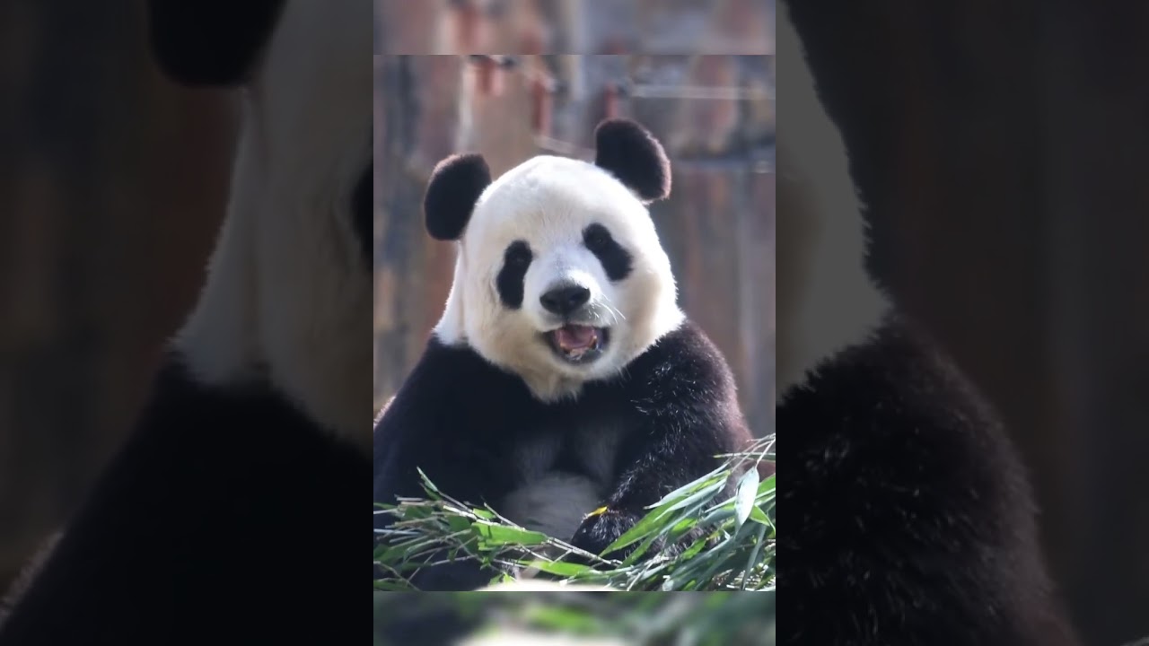 Panda Fei Yun Cute Moments #panda #cute #animals #feiyun #dalian #fypシ #vlogs #cutepanda #moments
