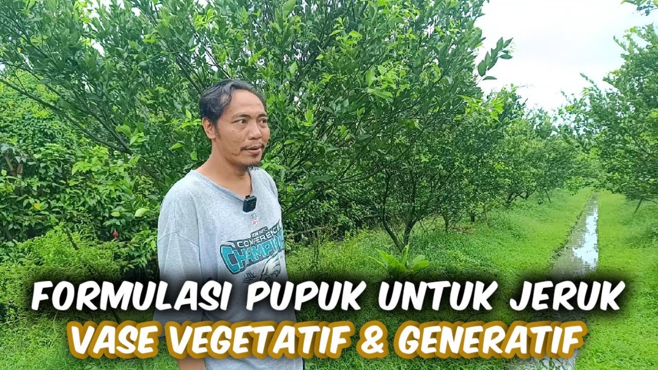 Budidaya Jeruk Peras Dari Awal Tanam Hingga Berbuah Beserta Pupuk Yang Dipakai