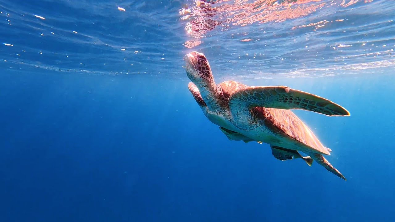 Snorkeling with turtles at Abu Dabbab Bay | Egypt | January 2026 | DJI Osmo Action 6 underwater