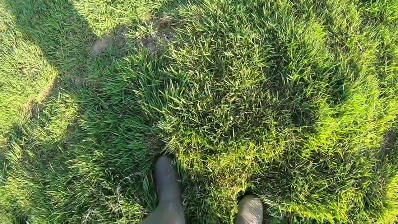 Gundog training Teaching left and right to your Dog