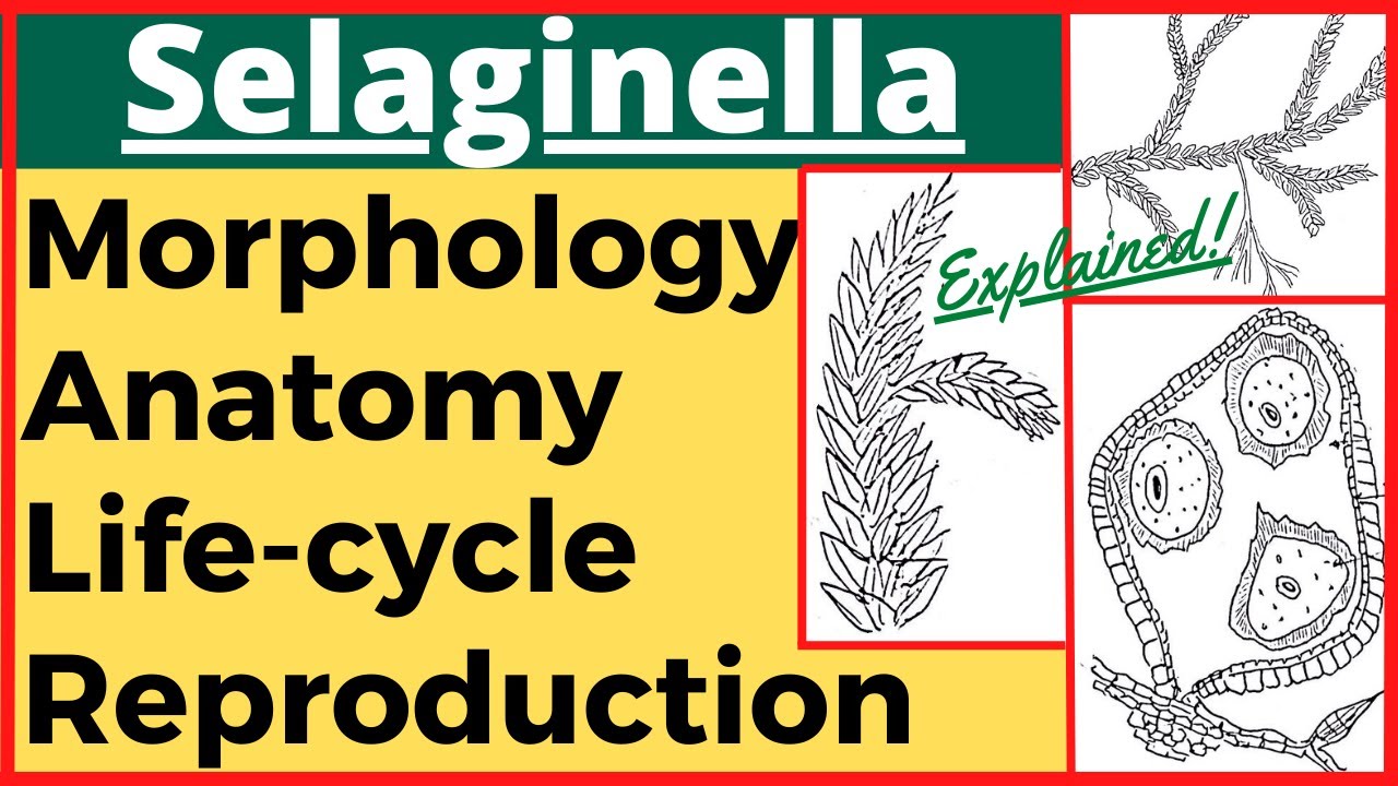 Selaginella Plant Pteridophyte Anatomy Morphology Reproduction Life Cycle with Diagram Plant Kingdom