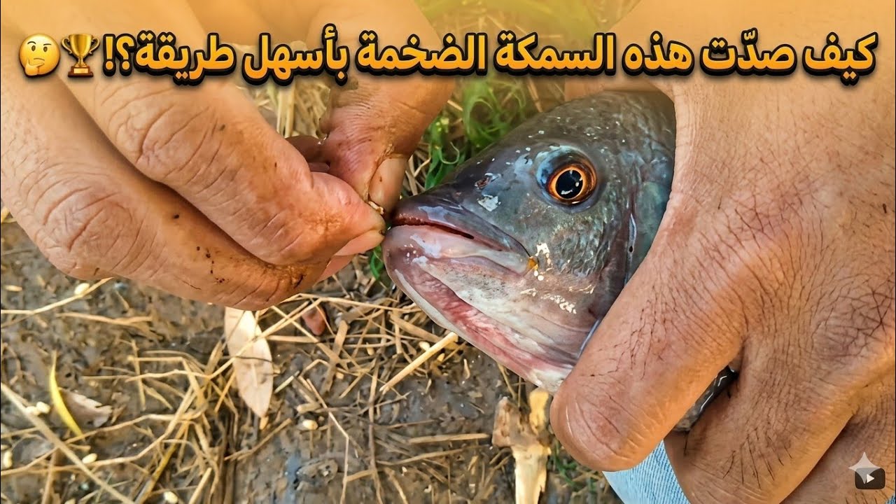 هجوم وحش السمك علينا بعد نزول المطر ترعة مليانه خير 
