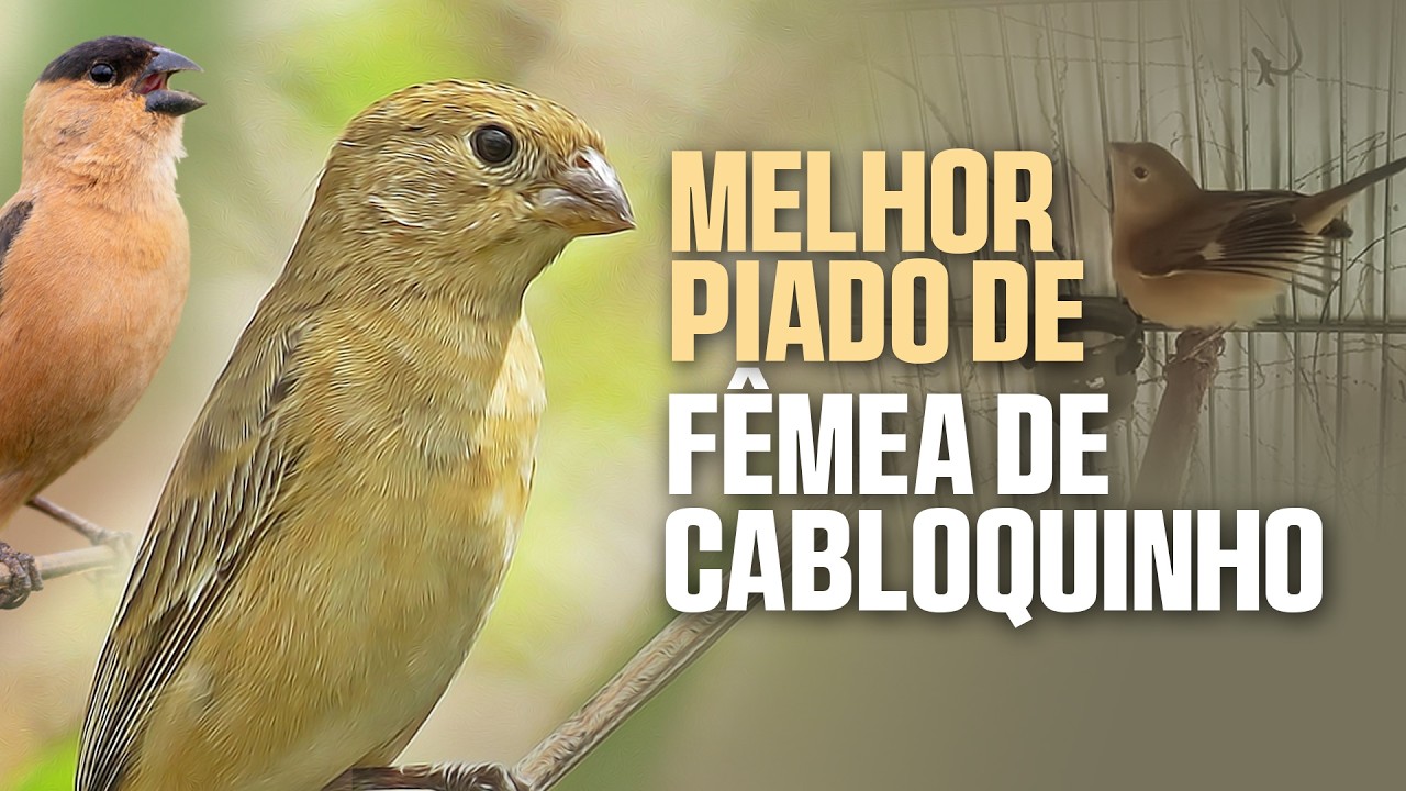 Piado de Fêmea de Caboclinho para Foguear o Seu