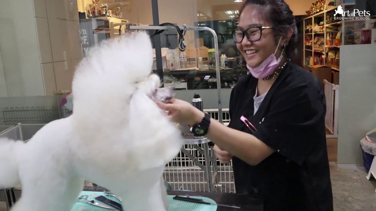 Kimberly Tan | Noonbora Cinderalla | Poodle Show Grooming