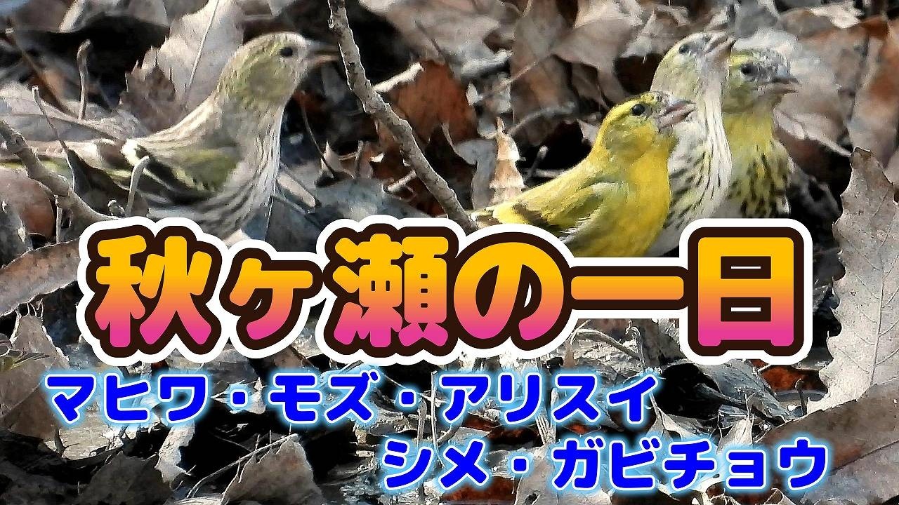 秋ヶ瀬の一日＜4K＞マヒワ・モズ・アリスイ・シメ・ガビチョウ