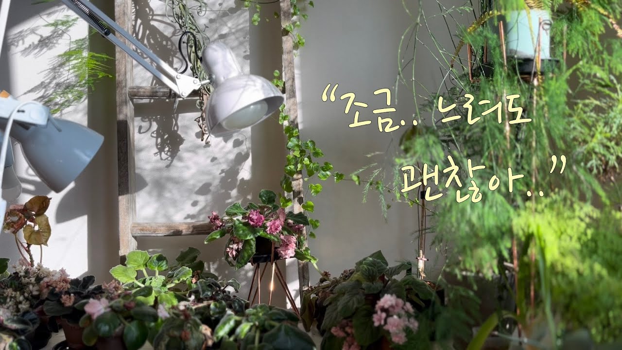 느림의 미학이 있는..☺️ 아날로그 식물감성ㅣ내가 키우는 호야 10종 소개 , 호야 키우기의 모든 것