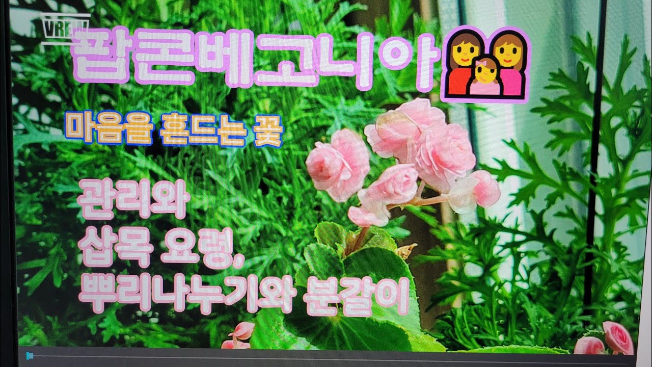 팝콘베고니아 관리와 삽목 요령, 뿌리 나누기와 분갈이