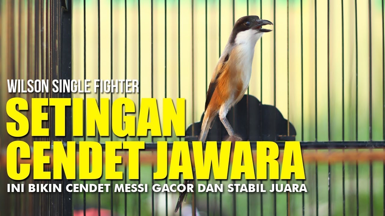 ANNIVERSARY JABRIK SF: Setingan Cendet Jawara ini Bikin Cendet Messi Gacor dan Stabil Juara
