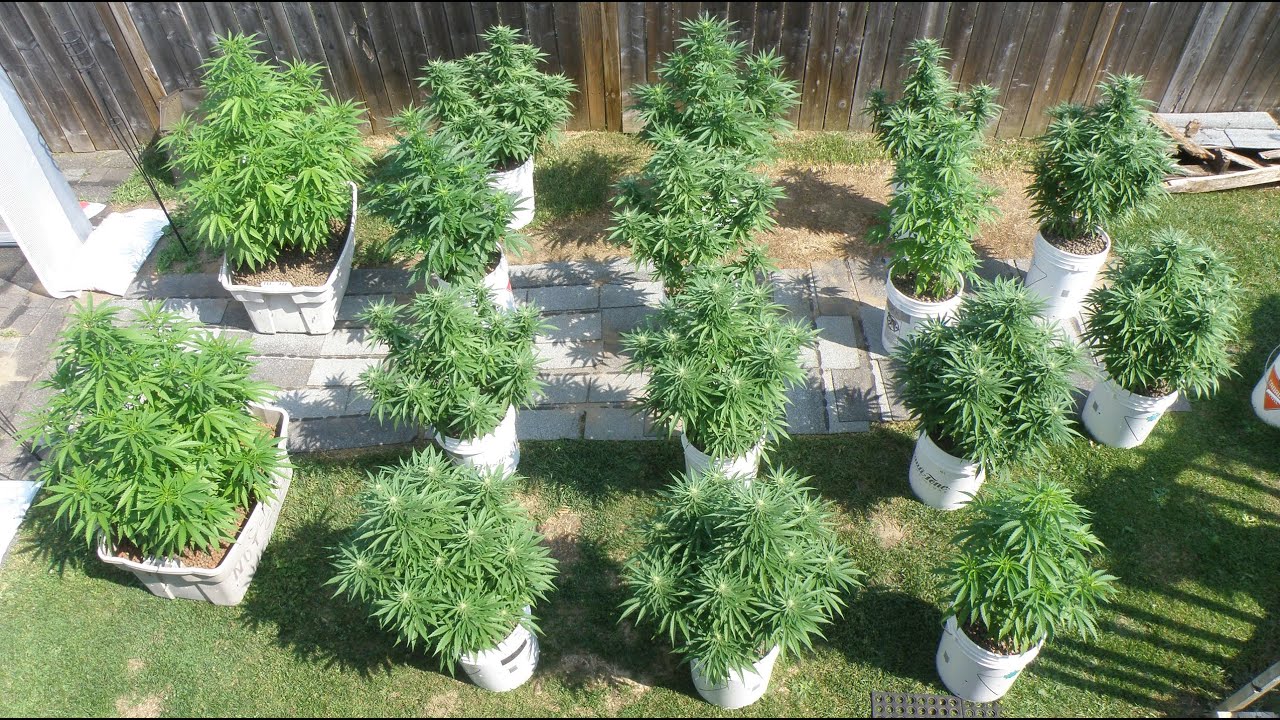 Growing Cannabis Plants Outdoors in Five Gallon Buckets 2023