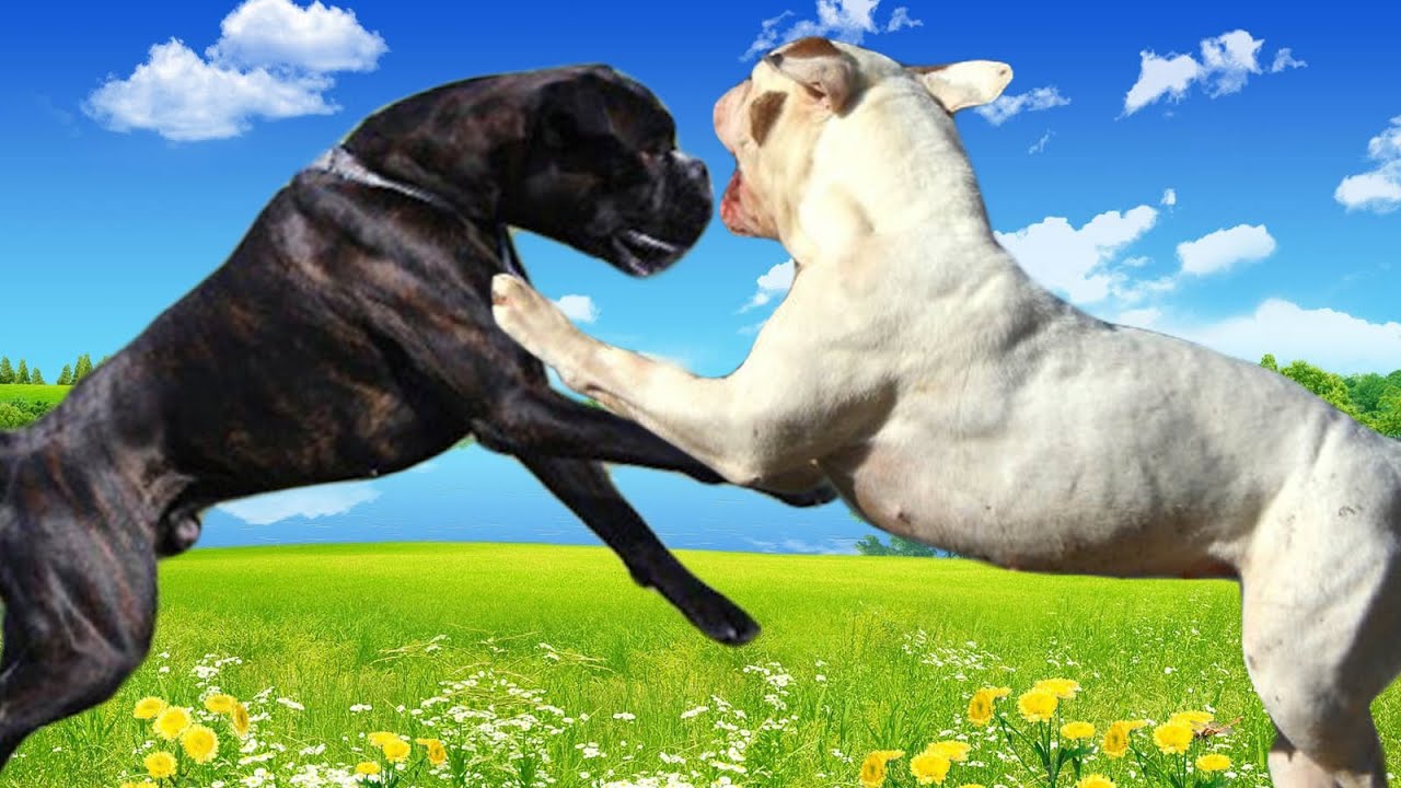 Boxer vs American Bulldog   Highlights
