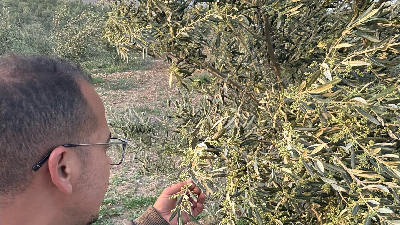 تنبيه وتوجيه خلال مرحلة التزهير للرفع من نسبة العقد والرفع من الإنتاجية