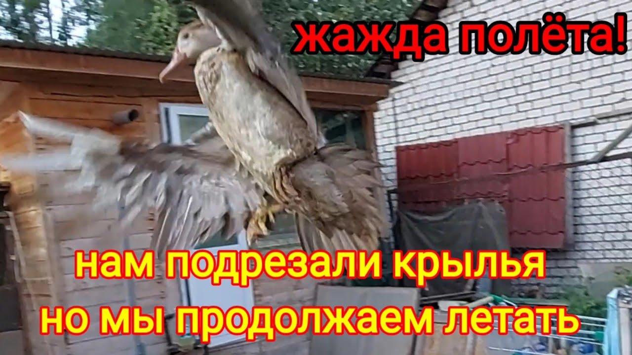 Мускусная утка. Кушает, летает- вобщем-то растёт.