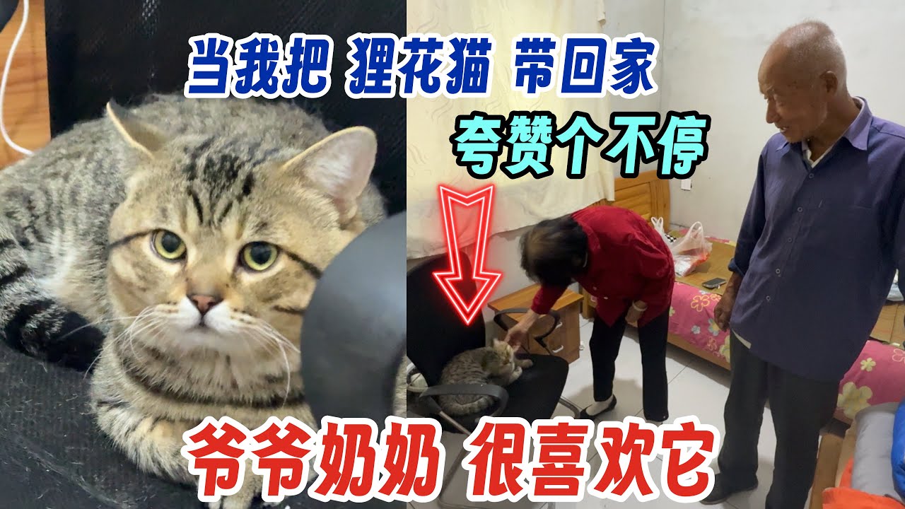当我把狸花猫带回家～爷爷奶奶也很喜欢它 夸赞个不停！听听具体怎么夸的？小七扯着脖子让挠！！咪咪躲到床下 后来怎么样了？