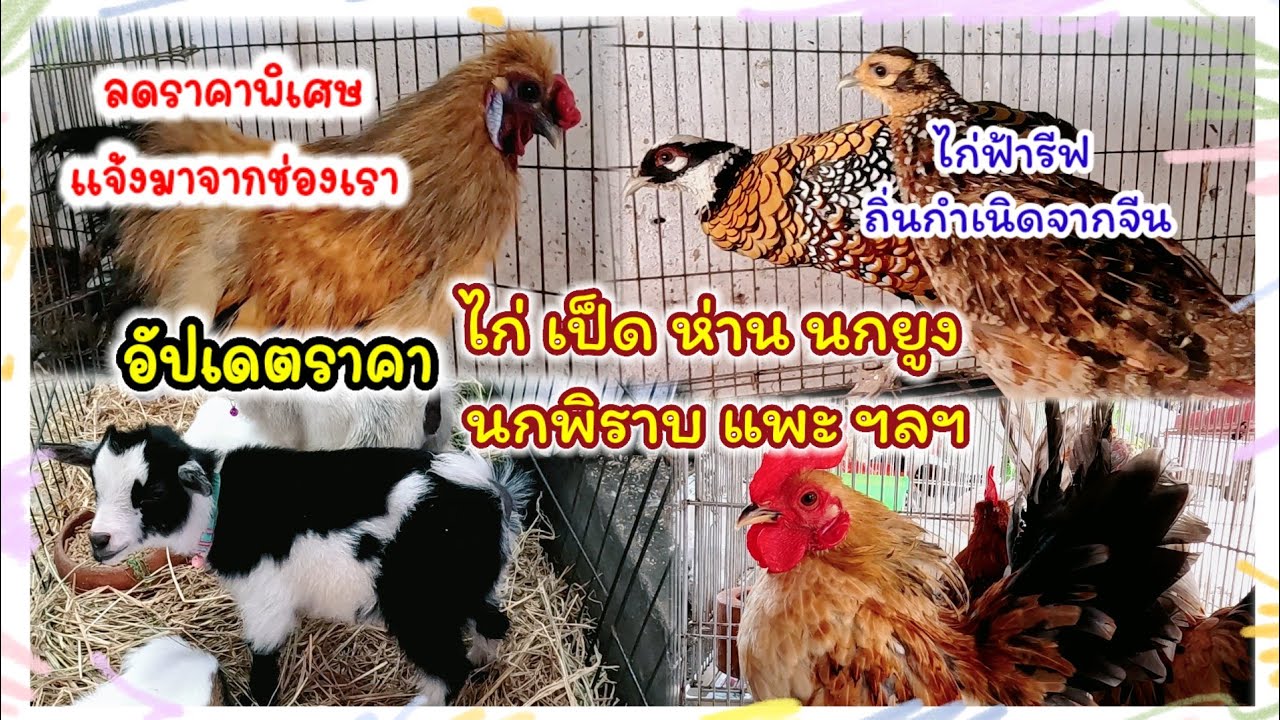 อัปเดตราคา ไก่ เป็ด ห่าน นกยูง นกพิราบ แพะ จตุจักร มีนบุรี ร้านอันดามัน จัดส่งได้ทั่วประเทศ
