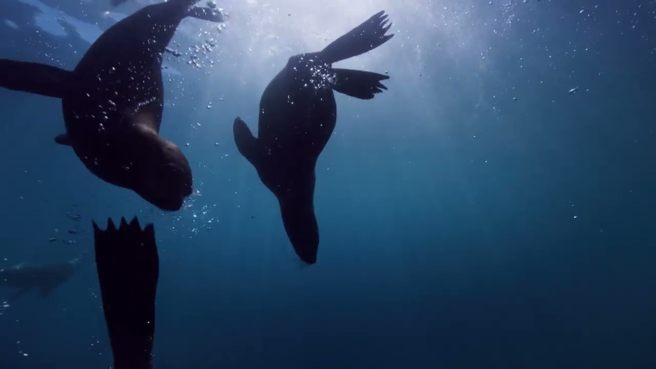 Seal Pod - Apple screensaver 4K