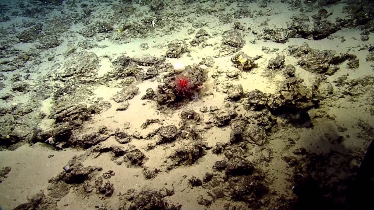Coral and Associates of the Deep Ocean Seamounts | Nautilus Live