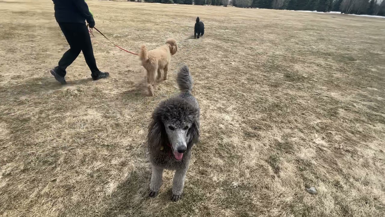 Let’s go for a walk with three standard poodles on a golf course