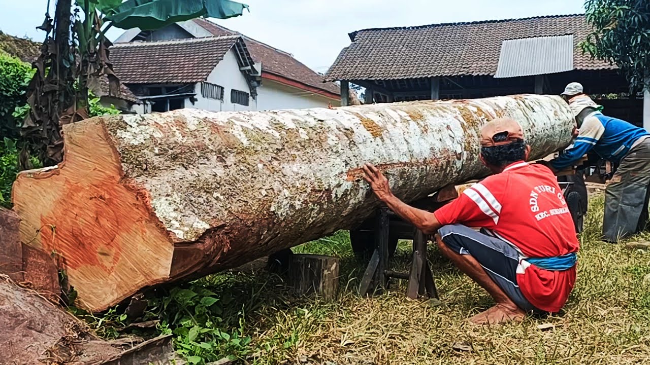 Amazing giant durian wood sawmill
