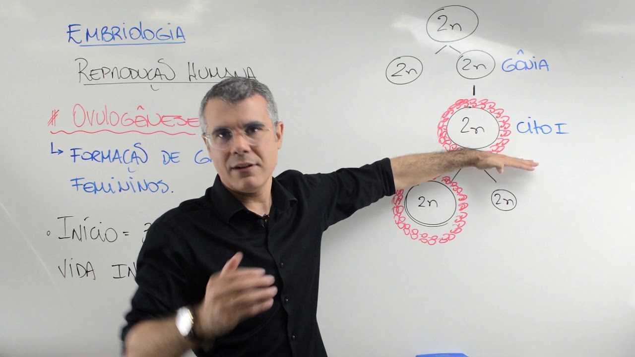 REPRODUÇÃO HUMANA / OVULOGÊNESE / Prof. Baraúna