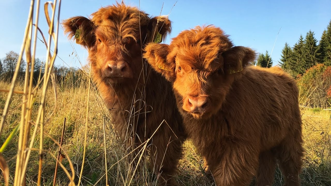 Scottish Highland Cattle In Finland: Fluffy cows and autumn colors beginning of October 2020