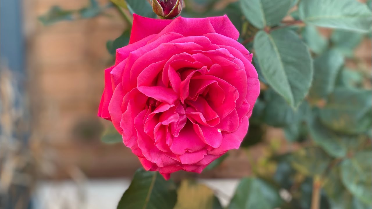 Rose Timeless Charisma - June 2023