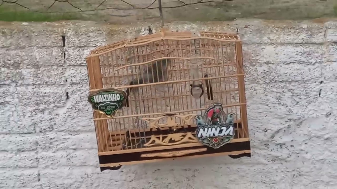 Ninja na pegada, N 22° da temporada 24/02/2026