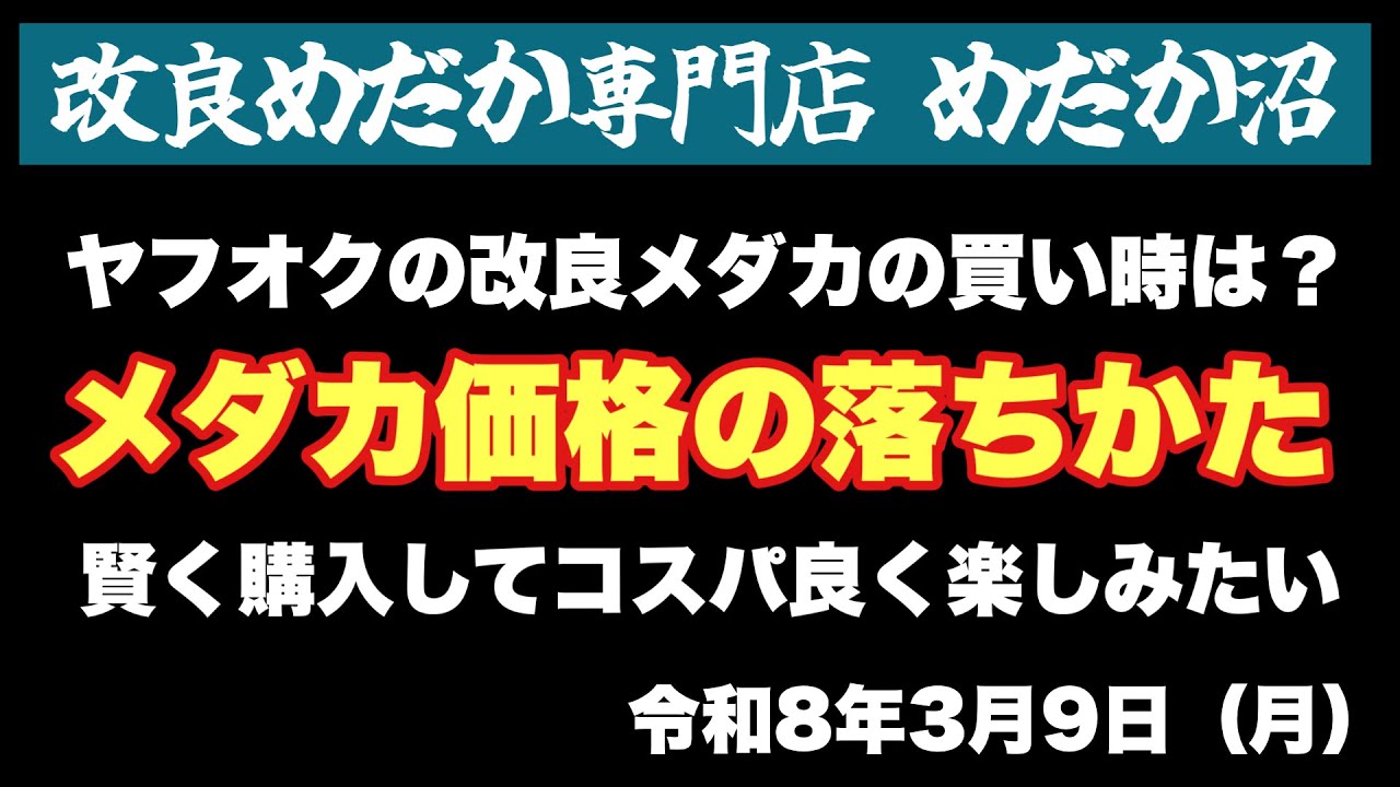 【めだか】ヤフオクのメダカ価格の落ち方と個人的買い時…2026.3.9