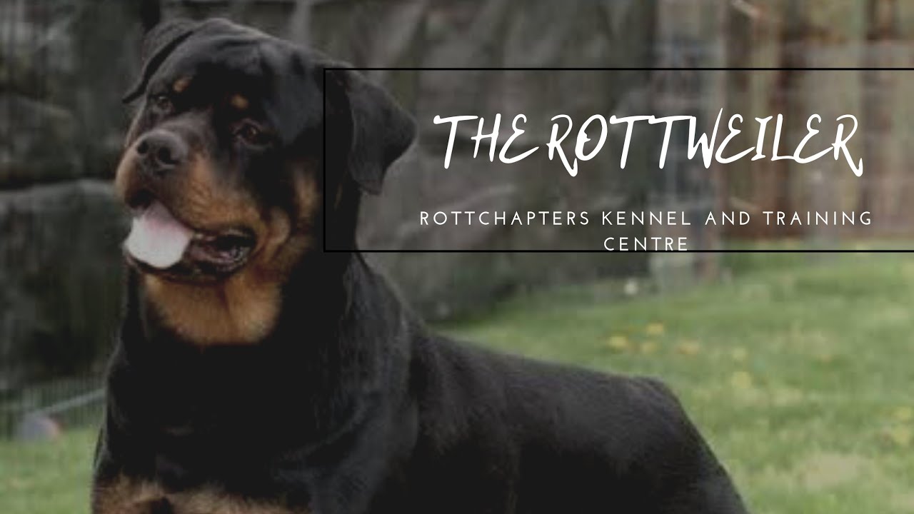 ROTTCHAPTERS KENNEL &  TRAINING CENTRE| KERALA|LOYAL BRIGADES