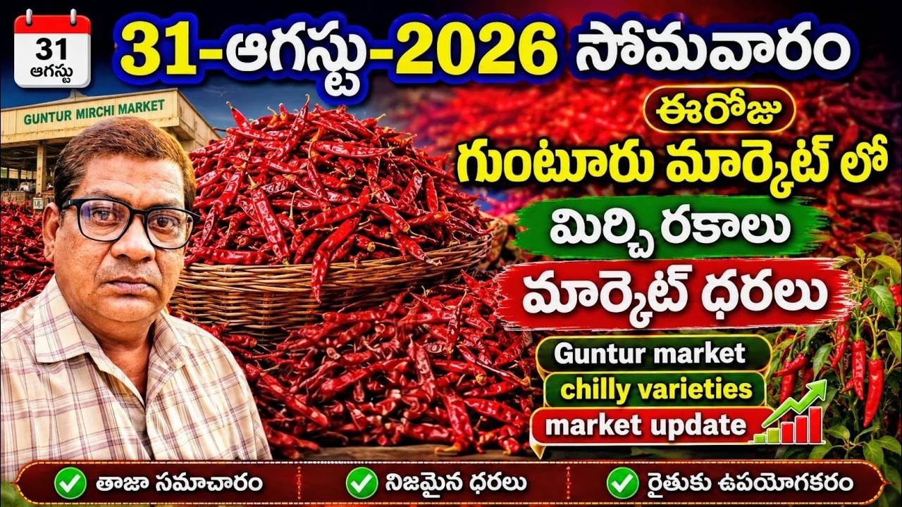 31-AUGUST-2026 GUNTUR MARKET MIRCHI PRICE|గుంటూరు  మార్కెట్ మిర్చి ధరలు|అన్ని రకాల మిర్చి ధరలు ఇలా