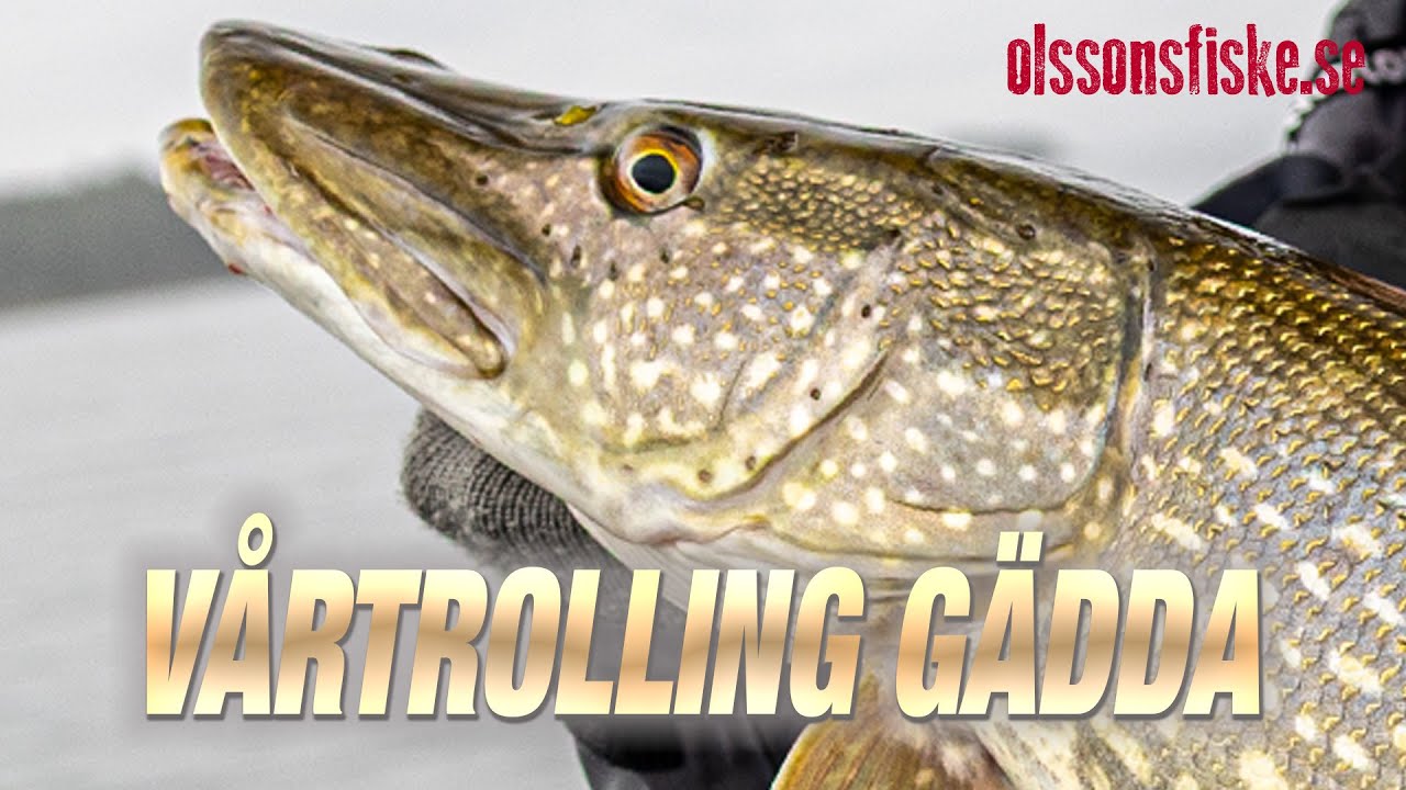 Vårtrolling Efter Gädda På Vänern | HETA BETEN – BRUTALA HUGG!