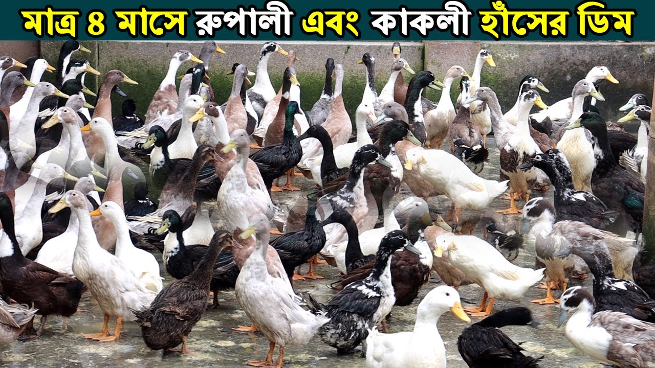 ফেনীর তরুন উদ্যোক্তা ফরহাদ রুপালি এবং কাকলী হাঁসের খামার করে সফল। মাত্র ৪ মাসে ডিম।