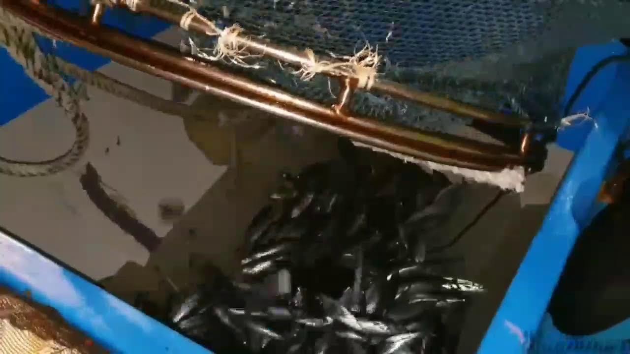 Pukat cincin Nelayan Indonesia Dapat Banyak Ikan, luar biasa hasil tangkapan Nelayan Indonesia