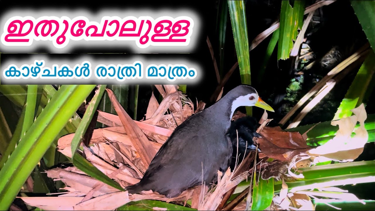 ഇങ്ങനെ പോയാൽ മീൻപിടുത്തം നിർത്തേണ്ടി വരും 🙇🏿‍♂️