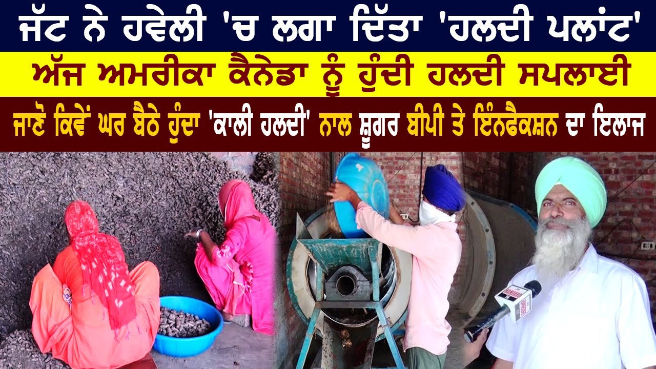 ਜੱਟ ਨੇ ਹਵੇਲੀ 'ਚ ਲਗਾ ਦਿੱਤਾ 'ਹਲਦੀ ਪਲਾਂਟ', ਅੱਜ ਅਮਰੀਕਾ ਕੈਨੇਡਾ ਨੂੰ ਹੁੰਦੀ ਹਲਦੀ ਸਪਲਾਈ | Sikh Haldi Farming