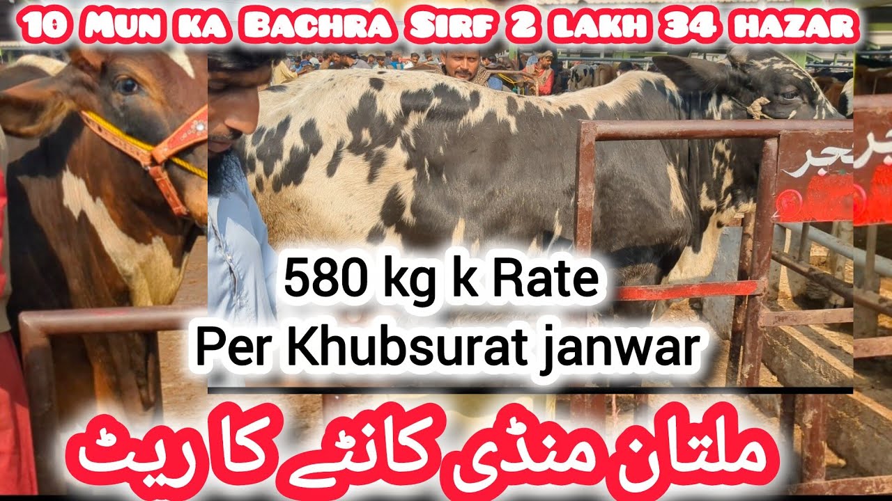 Multan Mandi Kanty Ka Rate Reveal.. 580 kg K Rate M Janwar Khareeden🥰Hfu Cattles Info 💥❣️