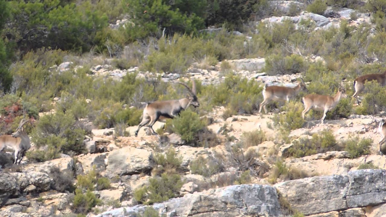 Lance macho montes 229 metros / Good shot spanish ibex 250 yards