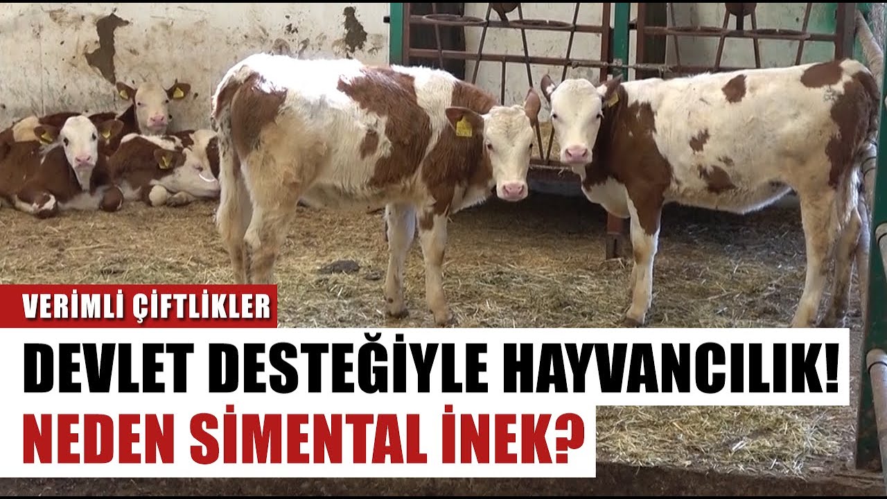 Devlet Desteğiyle Hayvancılığa Başladı 19 Litre Süt Alıyor! Neden Simental? | Verimli Çiftlikler