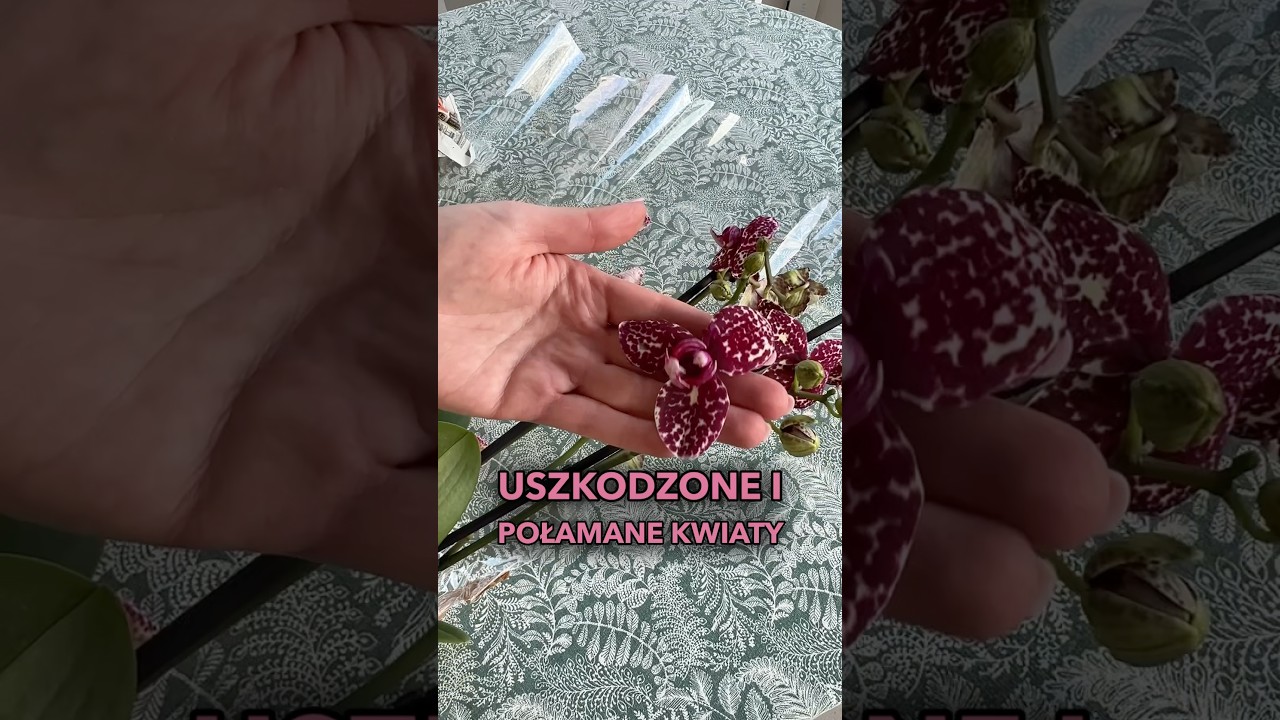 Złe vs dobre pakowanie roślin zimą