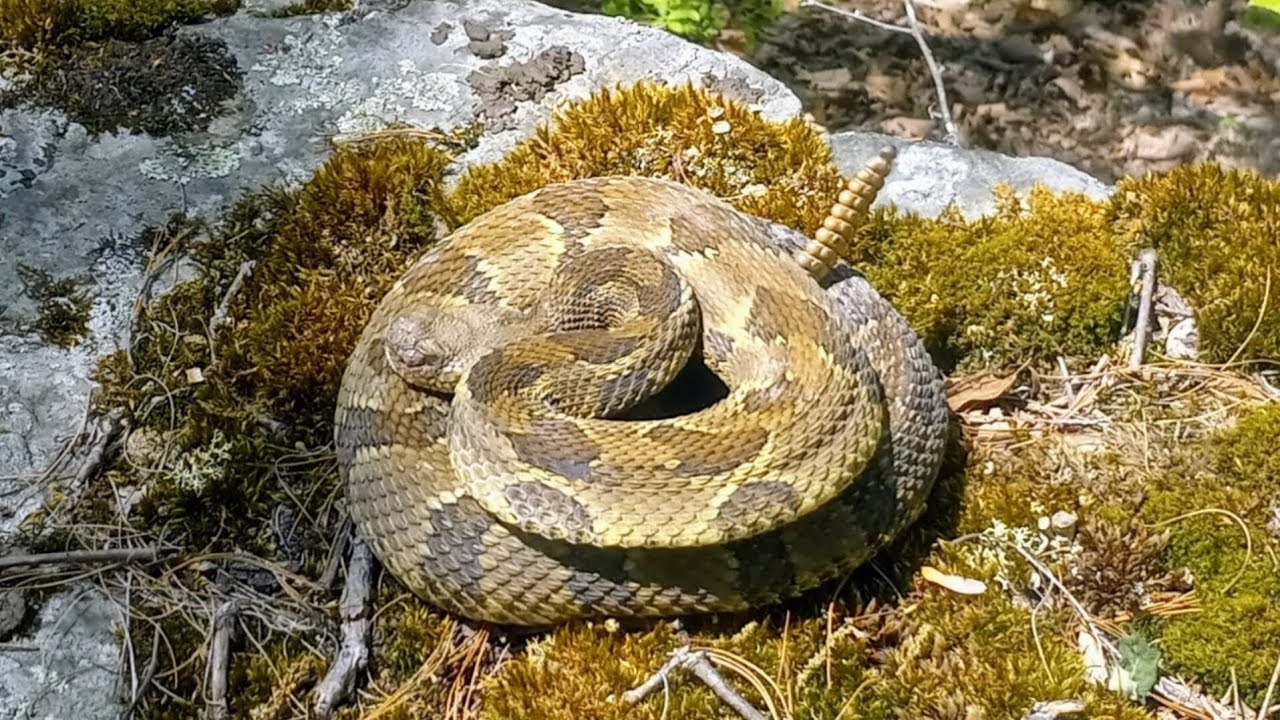 Finding Rattlesnakes in the Pa Wilds