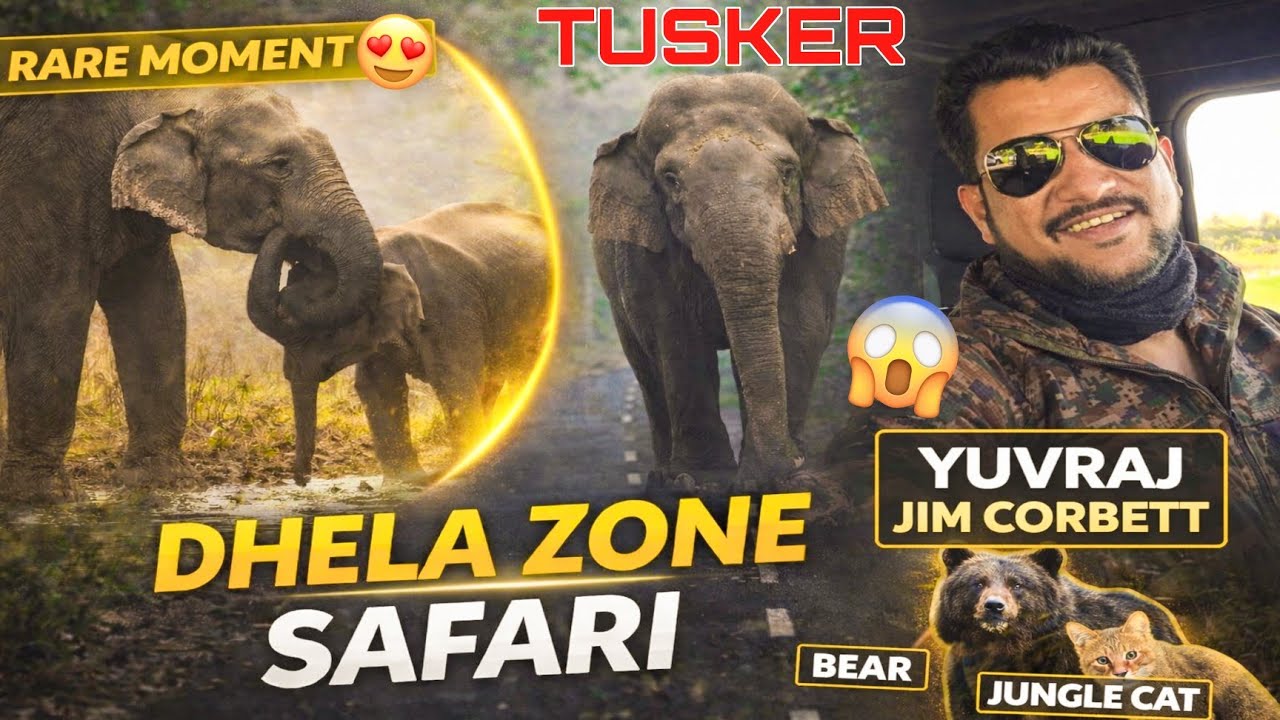 TUSKER Samne Aa Gaya 😱 BEAR & JUNGLE CAT Sighting DHELA ZONE Safari 😱 #yuvrajjimcorbett 