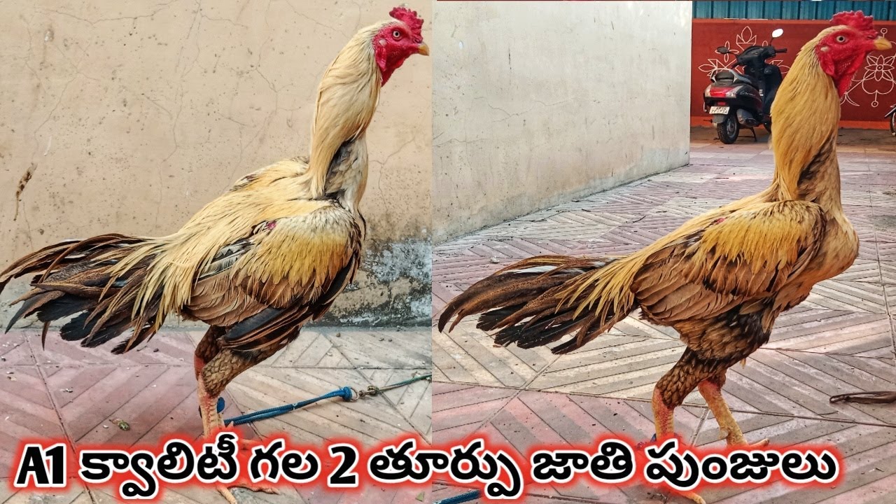 Thurpu Jathi Punju||Too Good Quality||PH.NO:-9490838368,,7997290765.#StarAseelTV.....!