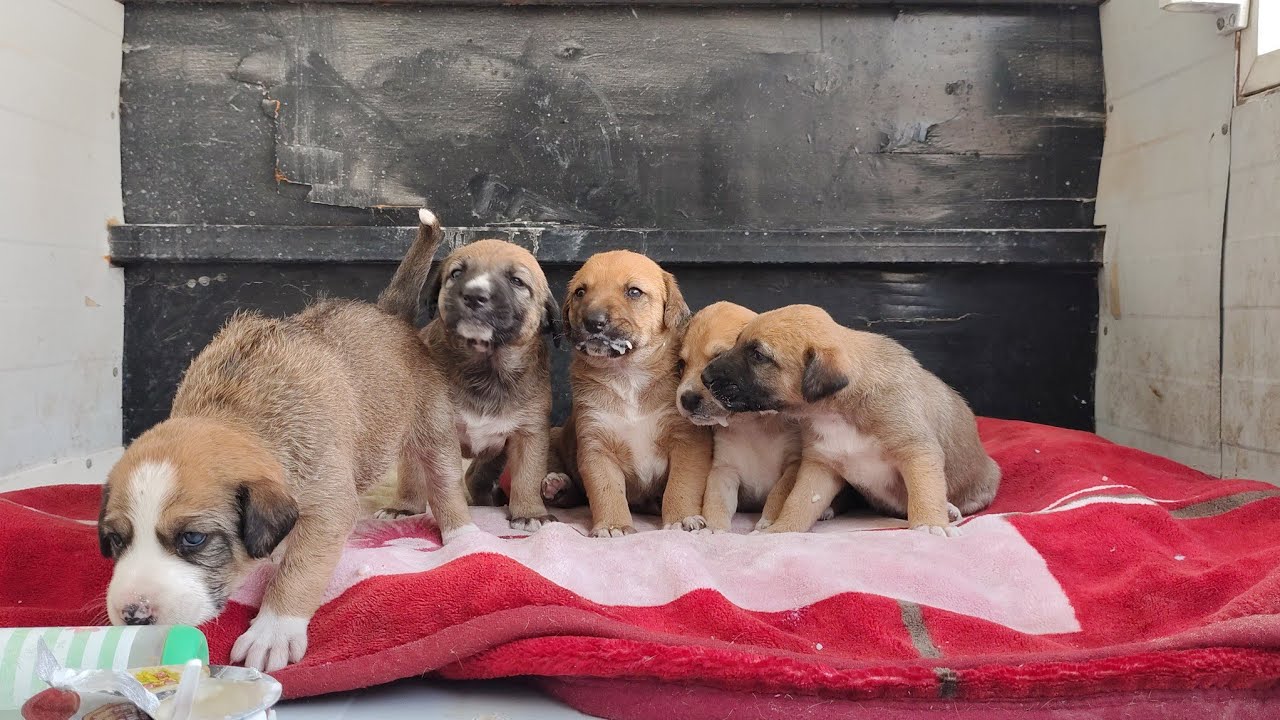 I Rescued and Saved 6 Abandoned Newborn Puppies 💔🐶 | Emotional Puppy Rescue