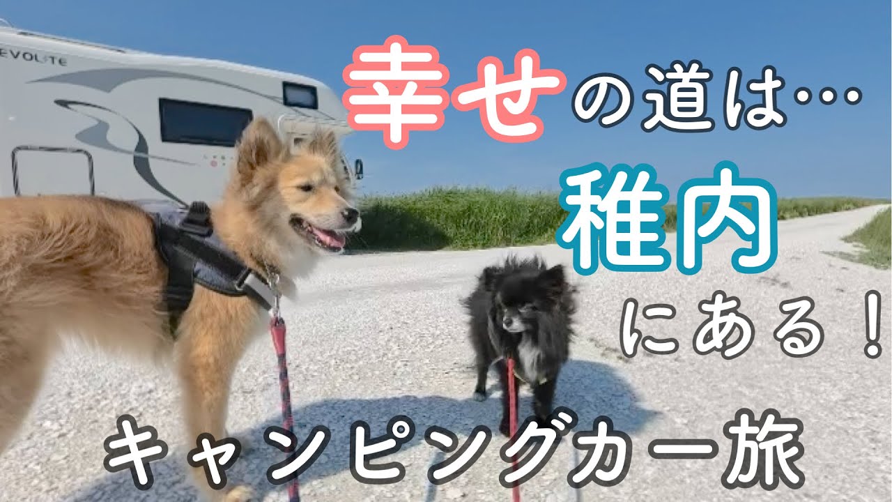 2匹と私の道北キャンピングカー旅〜白い道は幸せへの道…猿払でホタテ🥰爽快ドライブ❗️エサヌカ線😃念願のクッチャロ湖畔キャンプ場で連泊車中泊⑤