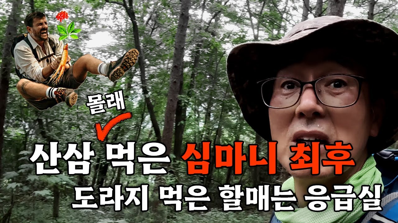 몰래 먹은 산삼 때문에 죽을뻔한 심마니 ? 도라지 먹은 할매는 응급실 !