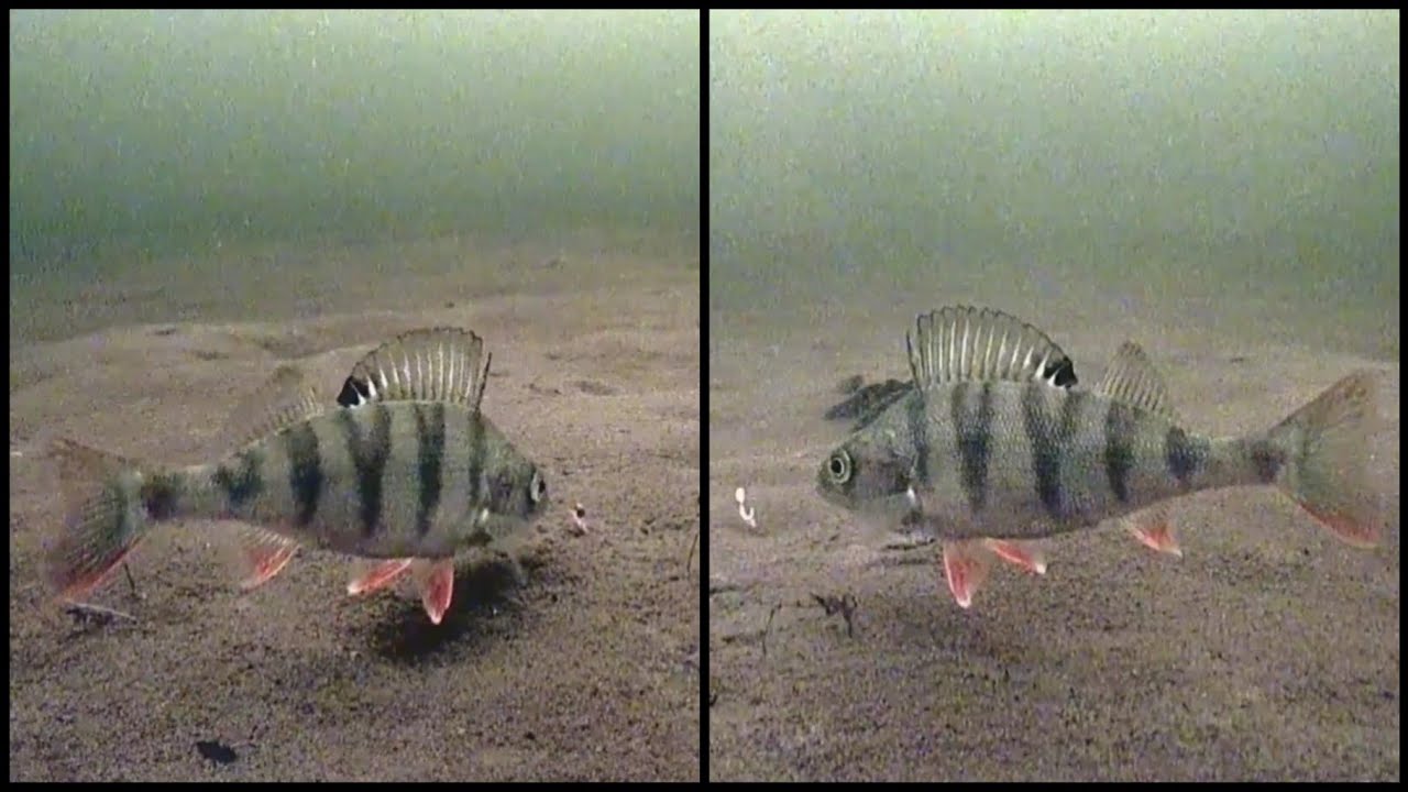 35.под водой / underwater